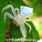 Thomisus BABANGA