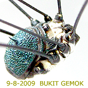 Harvestmen of Malaysia