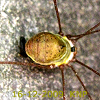 Harvestman KNP