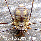 Harvestman KNP
