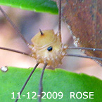 Harvestman ROSE