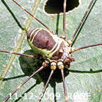 Harvestman ROSE