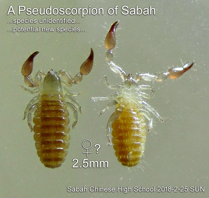 A Pseudoscorpion of Sabah. species unidentified