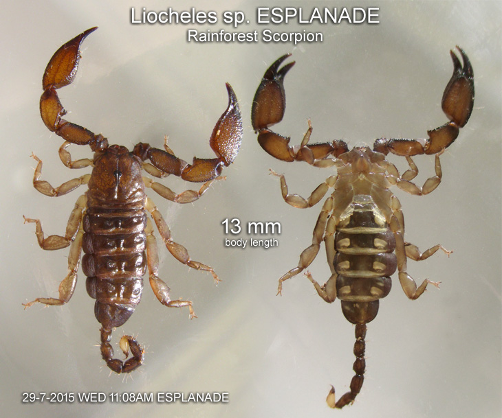 Liocheles sp. ESPLANADE, Rainforest Scorpion
