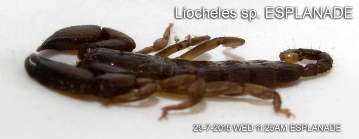 Rainforest Scorpion , Liocheles sp. ESPLANADE