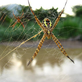 Argiope aemula (Walckenaer) 1841