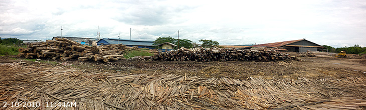 Timber of Sarawak