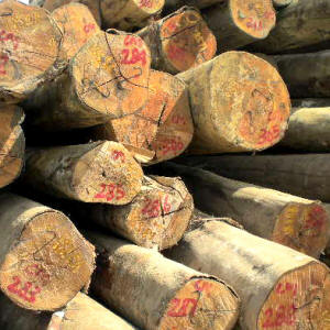 Round Logs from Kalabakan