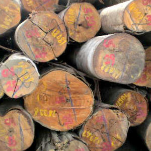 Round Logs from Kalabakan