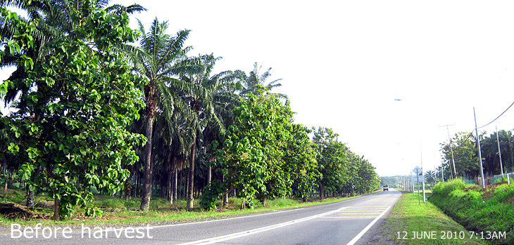 TEAK WOOD OF SABAH