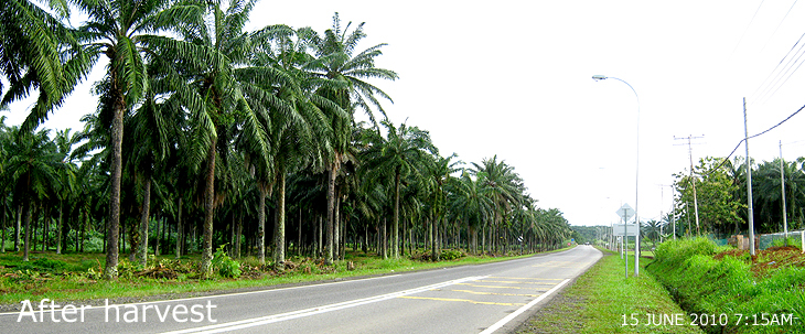 TEAK WOOD OF SABAH