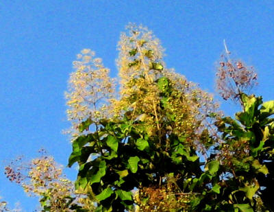 Flowers of a teak tree