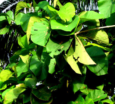 Leaves of a teak tree
