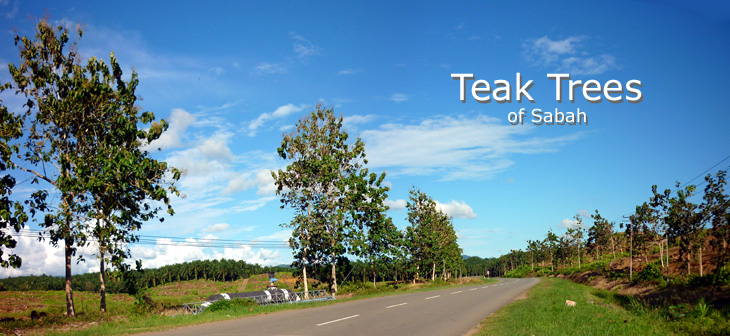 TEAK WOOD OF SABAH