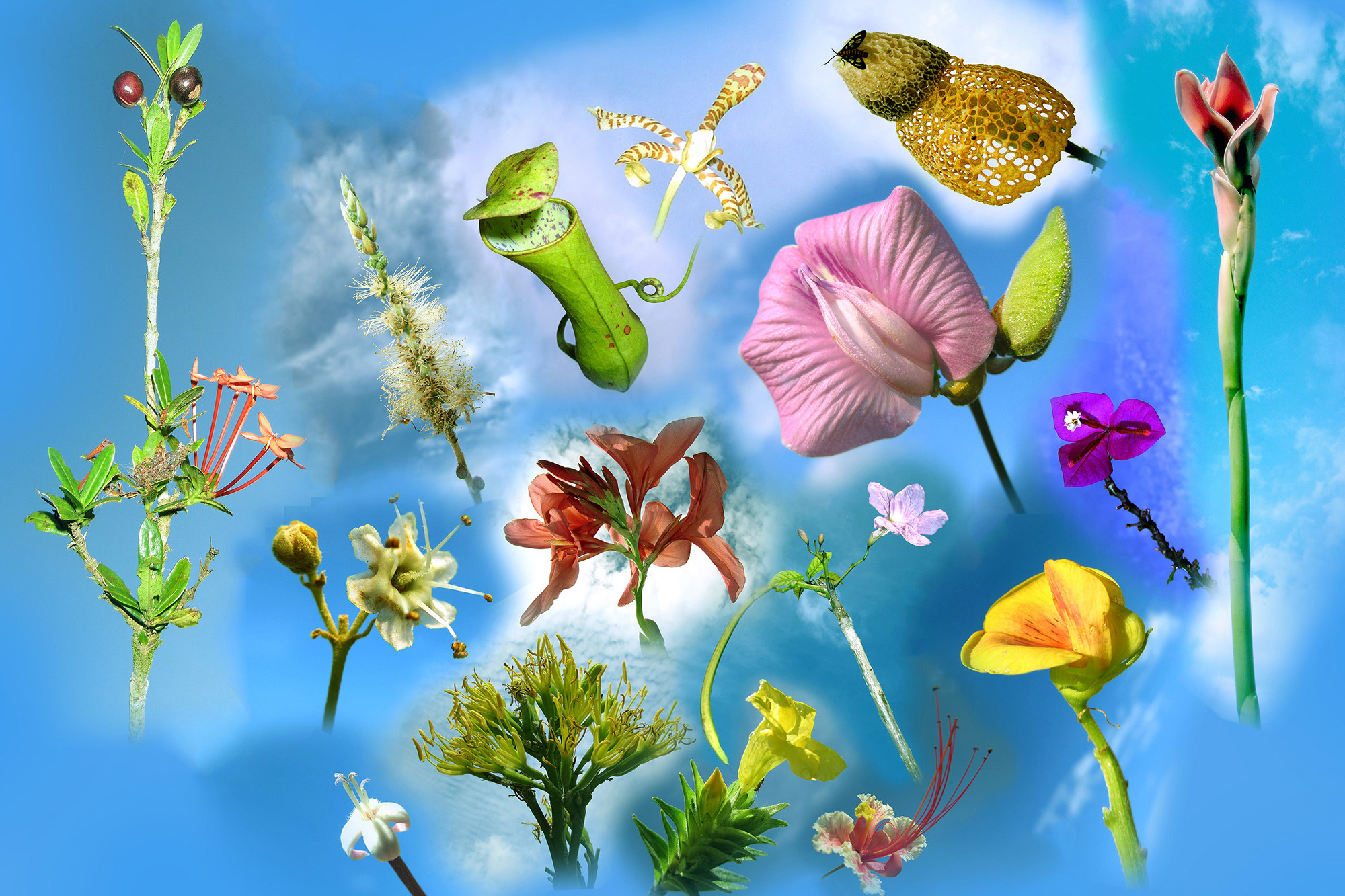 Understanding Borneo Fauna