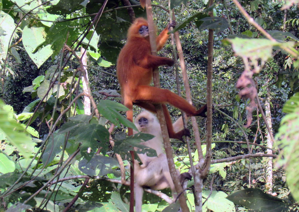 Wildlife in Tawau Hills Park