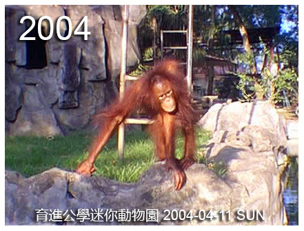 Orangutan at Yuk Chin School