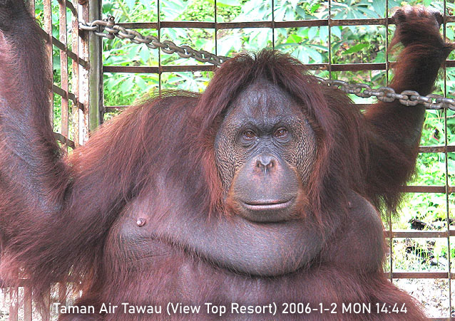 Orangutan in captivity