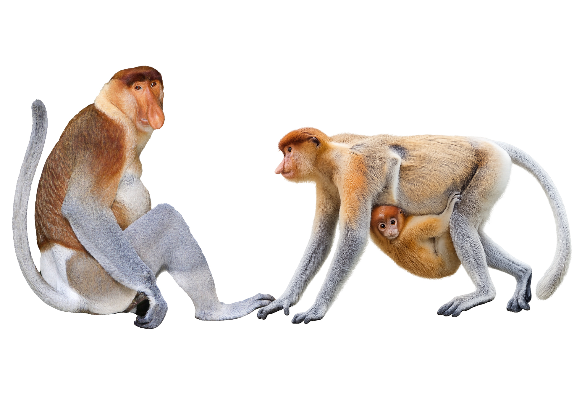 Proboscis Monkey family in Tawau mangroves