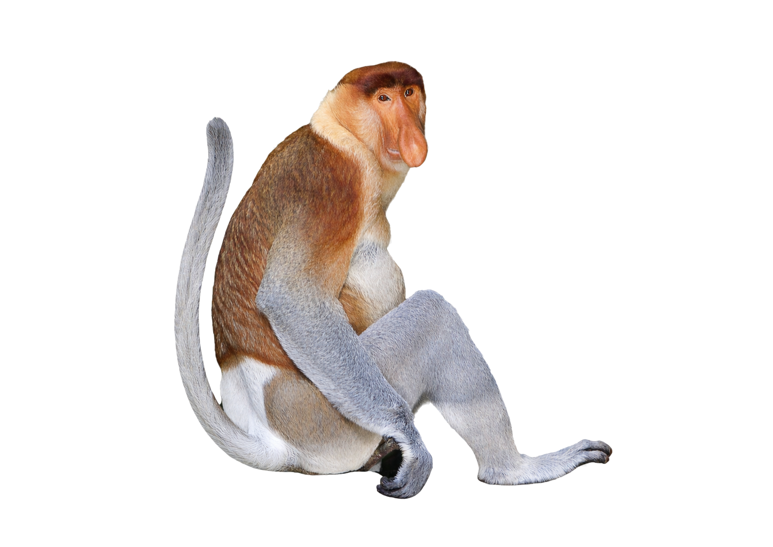 Male Proboscis Monkey in natural habitat