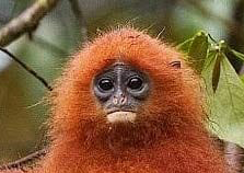Red Leaf Monkey