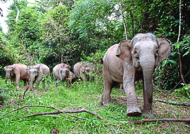 Kalabakan - Sapulut Area