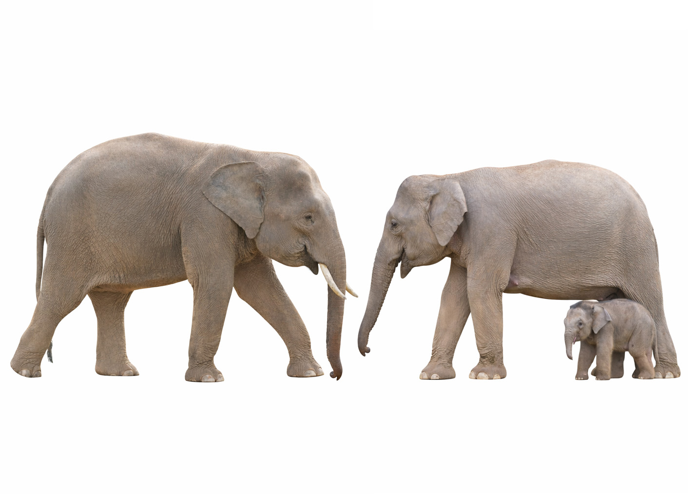 Borneo Pygmy Elephant in natural habitat