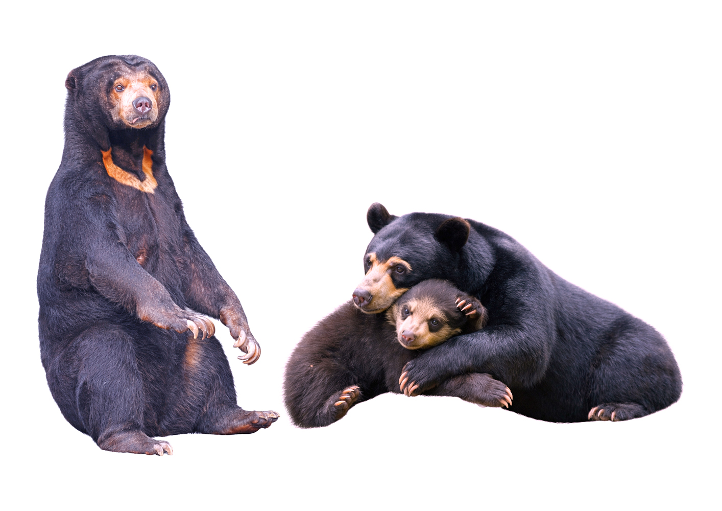 Malayan Sun Bear family in their natural habitat